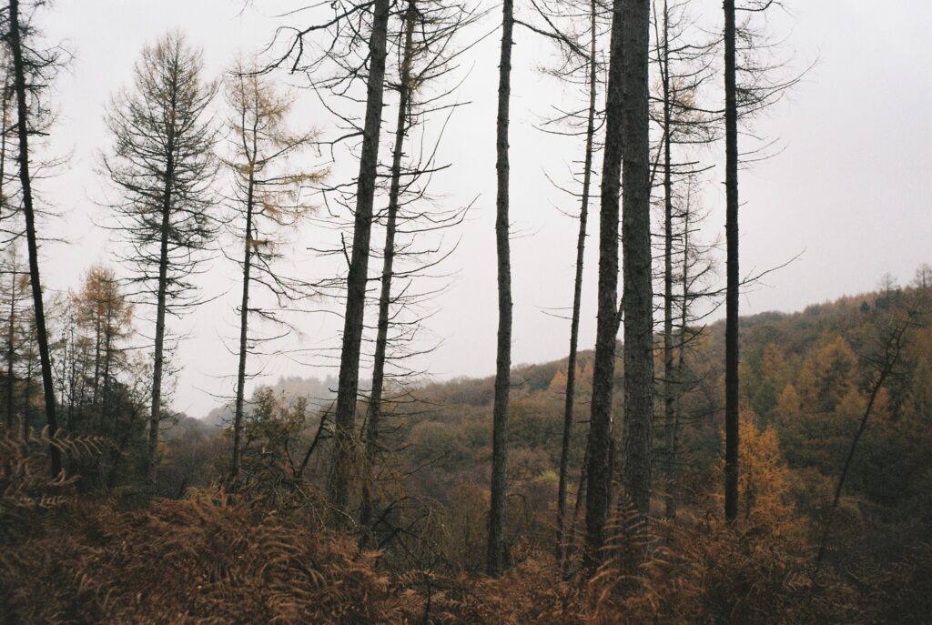 A misty woodland landscape in autumn with tall, mostly bare trees standing among brown bracken. Rolling hills covered in woodland are visible in the background beneath an overcast sky.