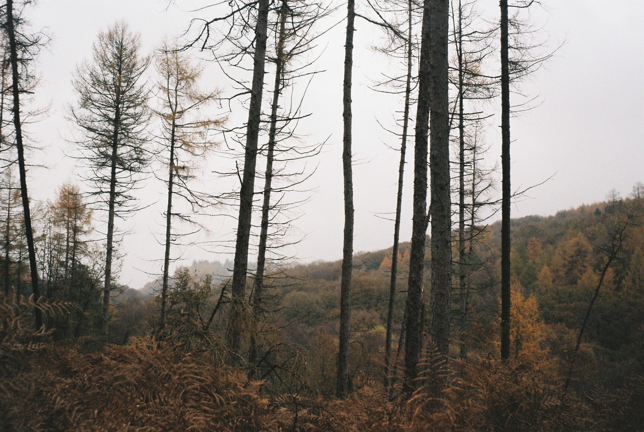 A misty woodland landscape in autumn with tall, mostly bare trees standing among brown bracken. Rolling hills covered in woodland are visible in the background beneath an overcast sky.