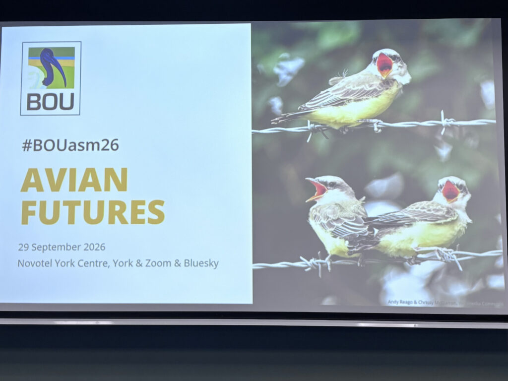 Presentation slide for the British Ornithologists' Union (BOU) conference titled "AVIAN FUTURES" (#BOUasm26), dated 29 September 2026 at Novotel York Centre. The right side features a photograph of three fledgling birds perched on a barbed wire fence with their beaks open wide.